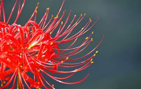 彼岸花 紫色|彼岸花の花言葉を色別にご紹介！供花にしてよいかど。